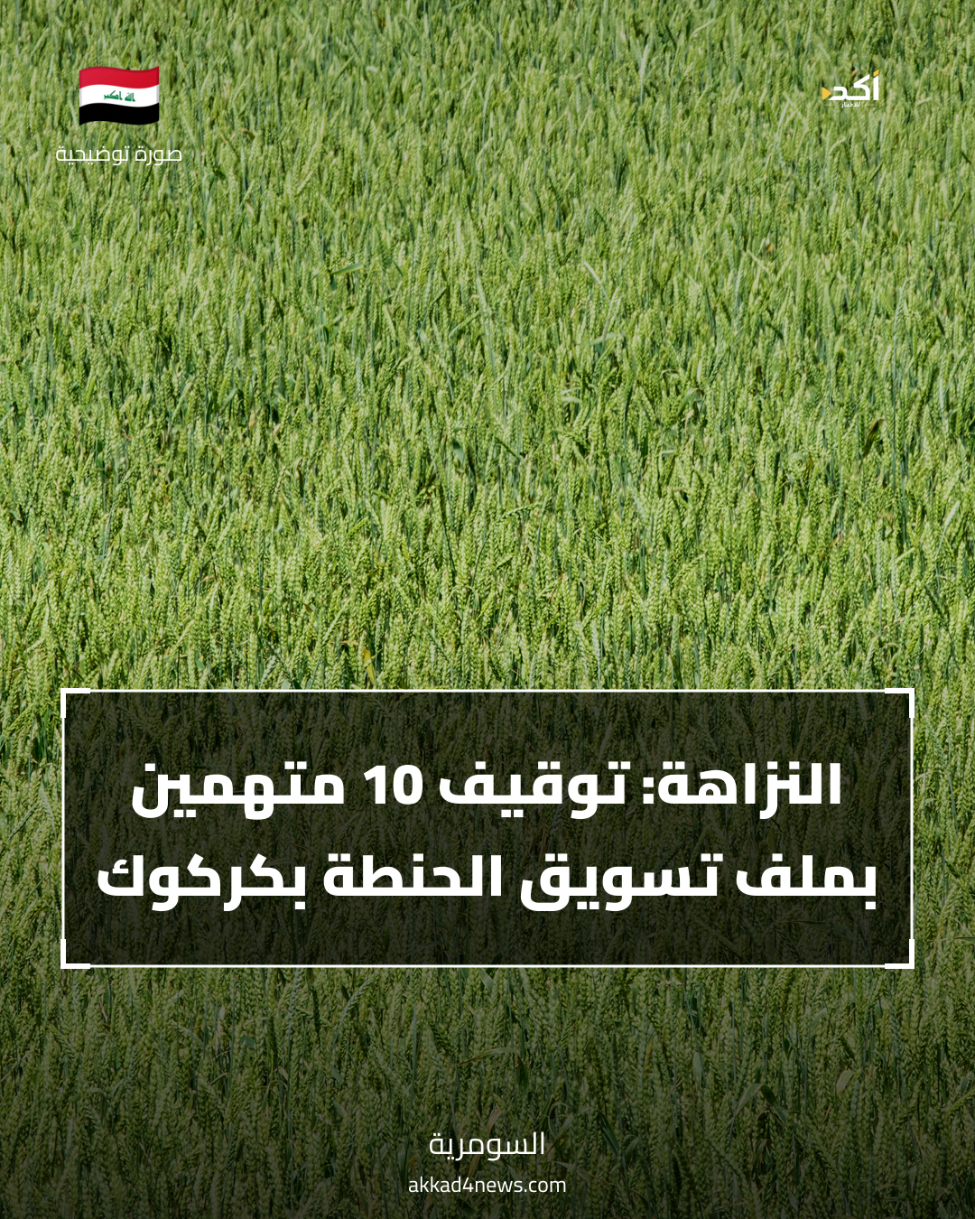 بطاقة خبر عن ملف الحنطة بكركوك، على صورة توضيحية لسنابل حنطة، مع علم العراق وشعار أكد.