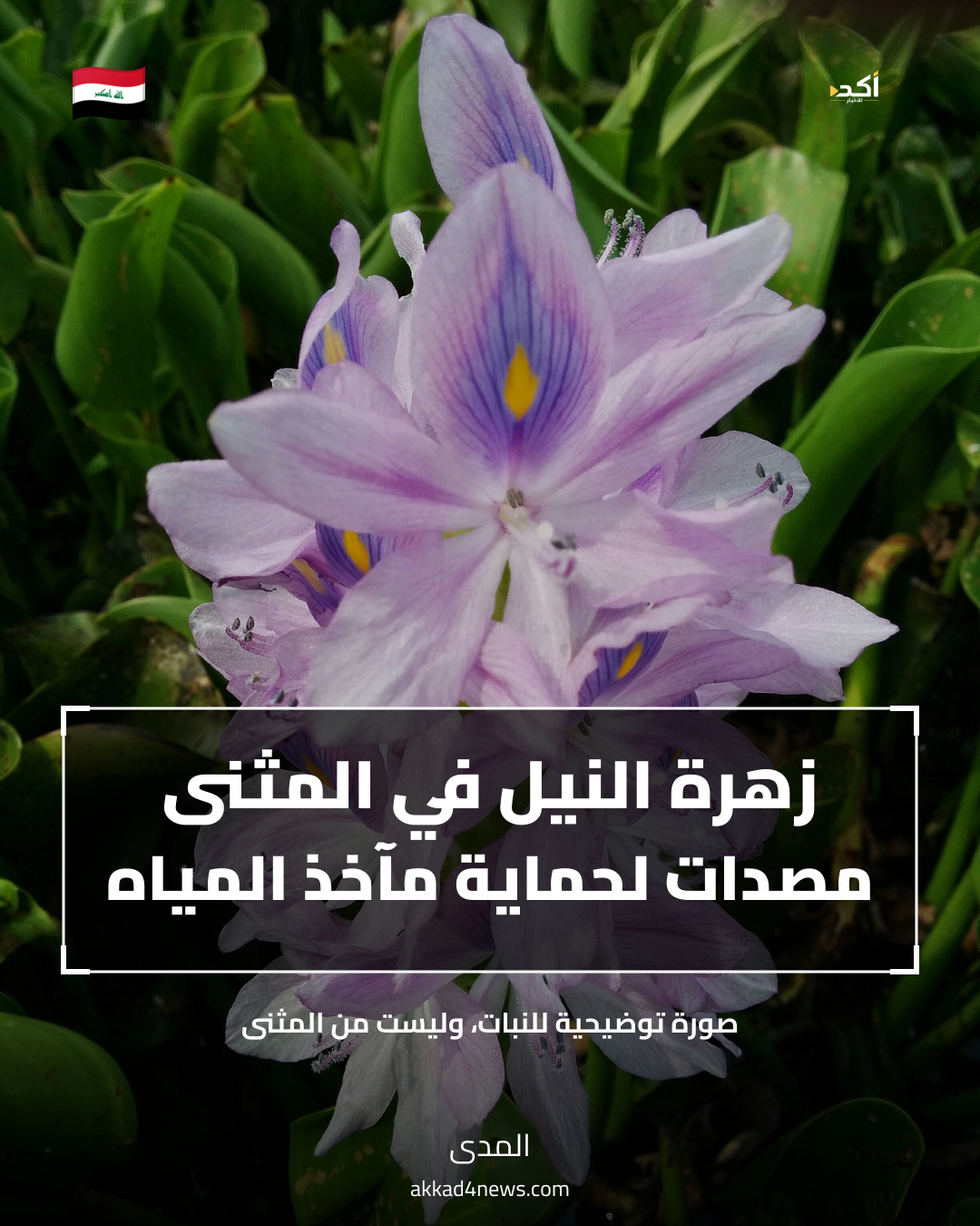 بطاقة أكد عن حماية مآخذ المياه في المثنى، مع صورة توضيحية لزهرة النيل.